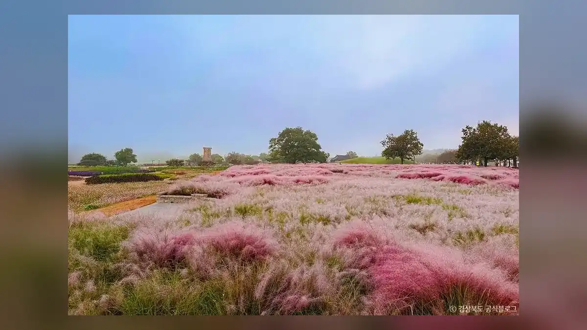 경주 핑크뮬리 시기 한눈에 보기