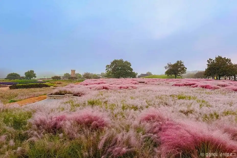 경주 핑크뮬리 시기 한눈에 보기