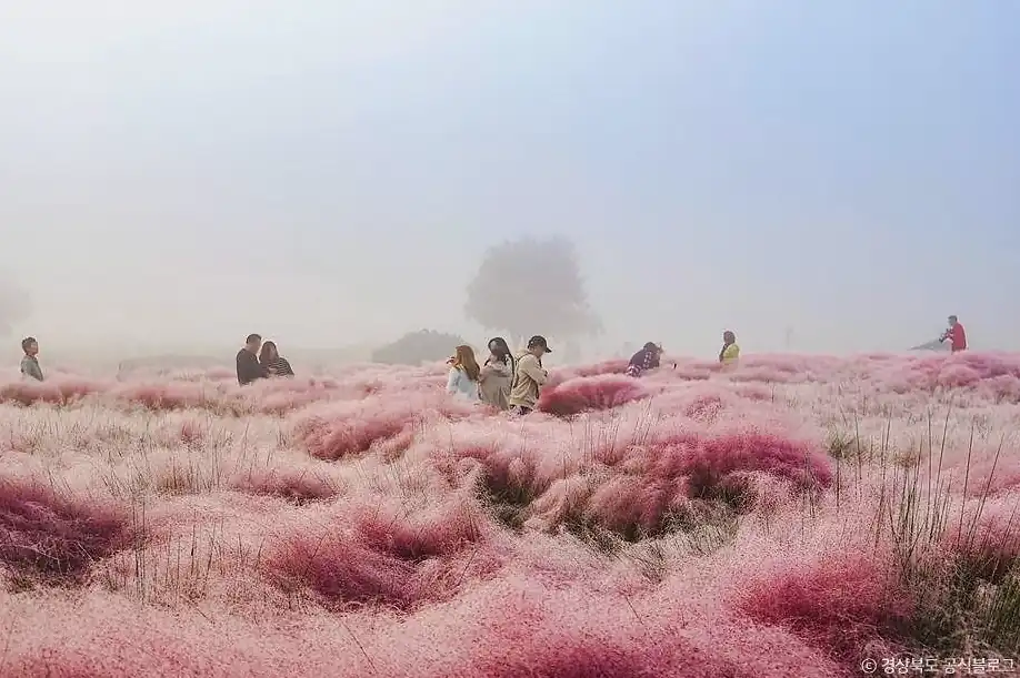 경주 핑크뮬리 시기 꽃단지 위치와 이용 정보