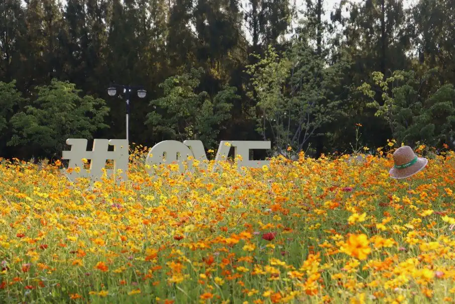 고양가을꽃축제 날짜별 추천: 무엇을 곁들일지로 고르기