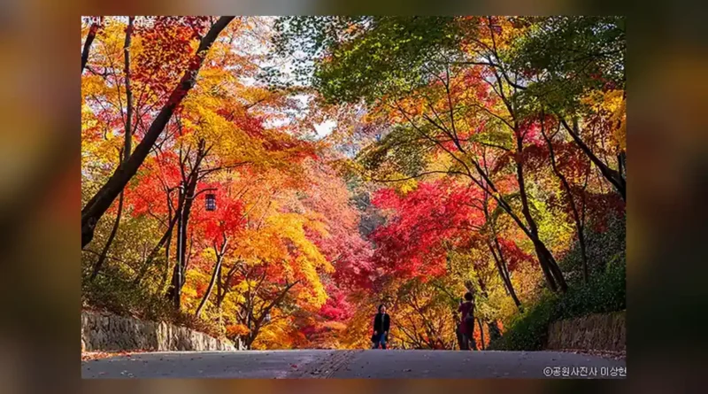 11월 단풍 명소, 지역별 절정 예상일