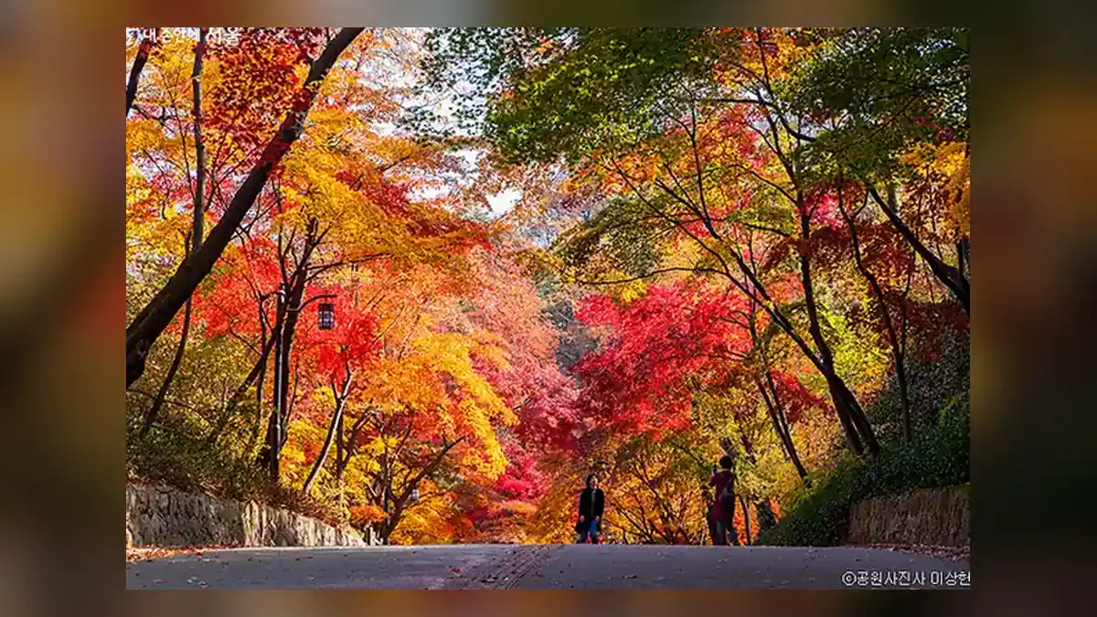 11월 단풍 명소, 지역별 절정 예상일