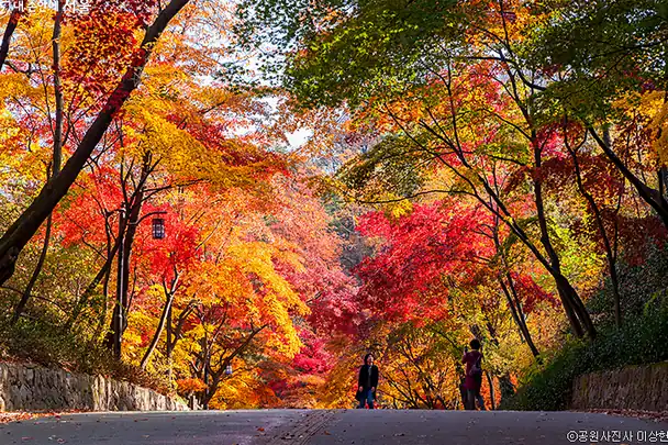 11월 단풍 명소, 지역별 절정 예상일