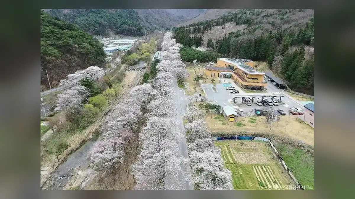 내장산 단풍 시기 2026 예측 비교