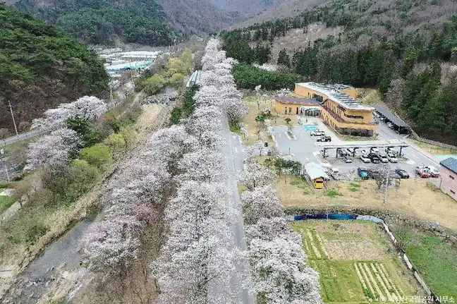 내장산 단풍 시기 2026 예측 비교