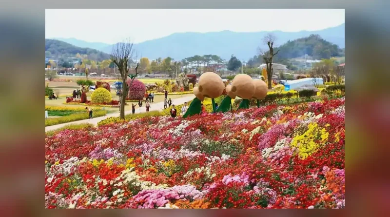 화순 고인돌 가을꽃 축제 입장료와 무료 대상