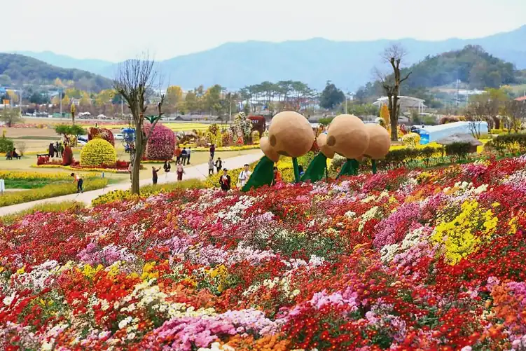 화순 고인돌 가을꽃 축제 입장료와 무료 대상