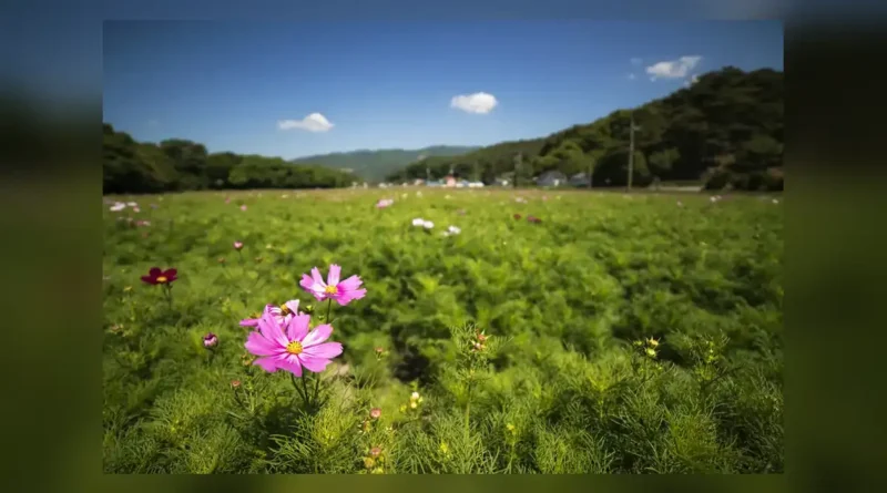 함양 상림공원 입장료와 주차장