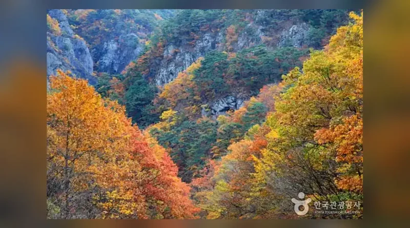 주왕산 단풍 시기, 산림청 예측