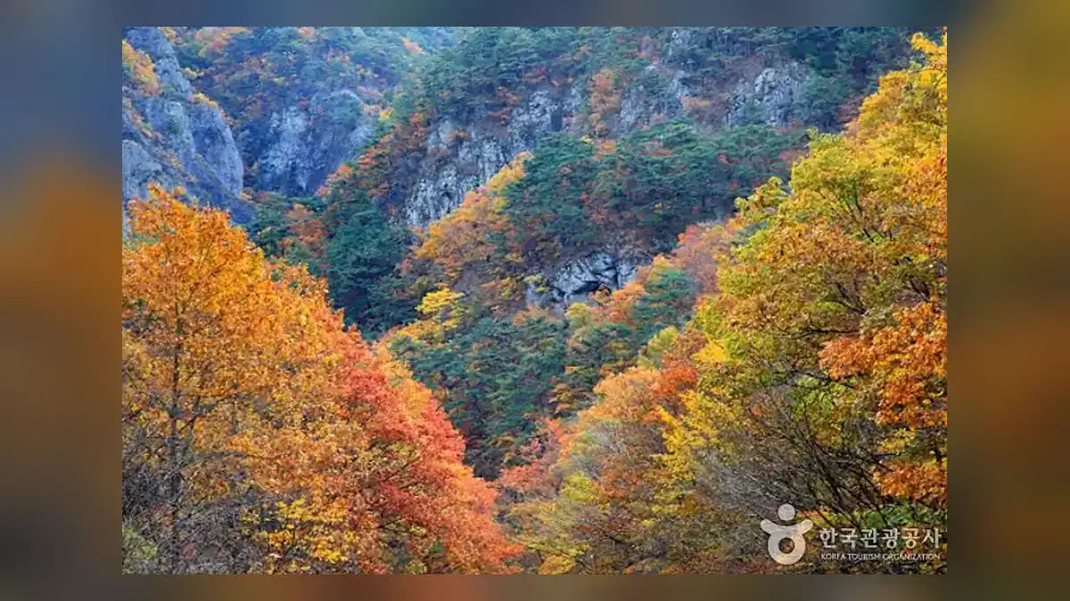 주왕산 단풍 시기, 산림청 예측