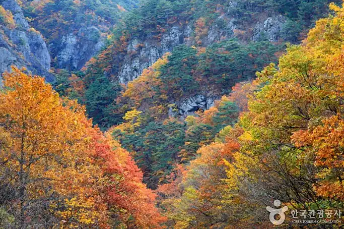 주왕산 단풍 시기, 산림청 예측