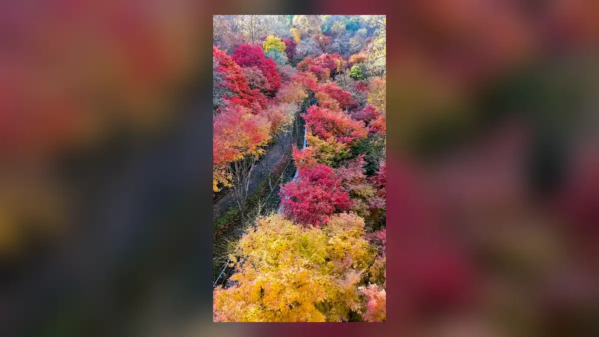 화담숲 단풍, 절정은 언제로 볼까