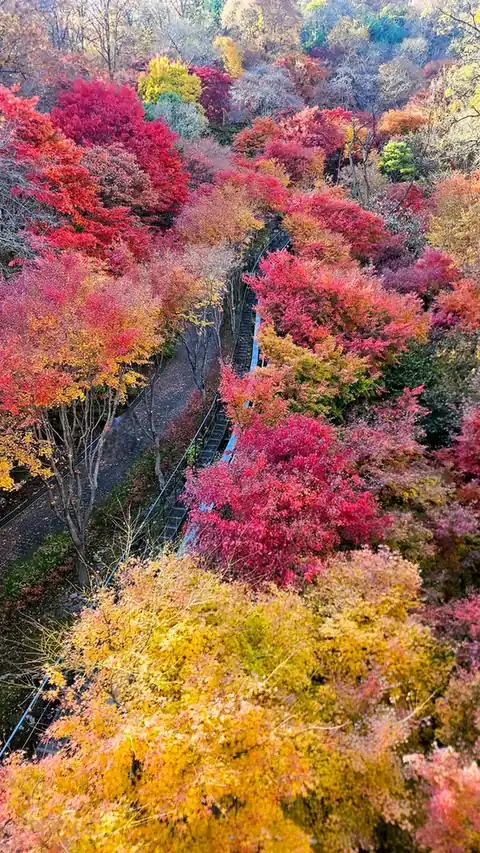 화담숲 단풍, 절정은 언제로 볼까