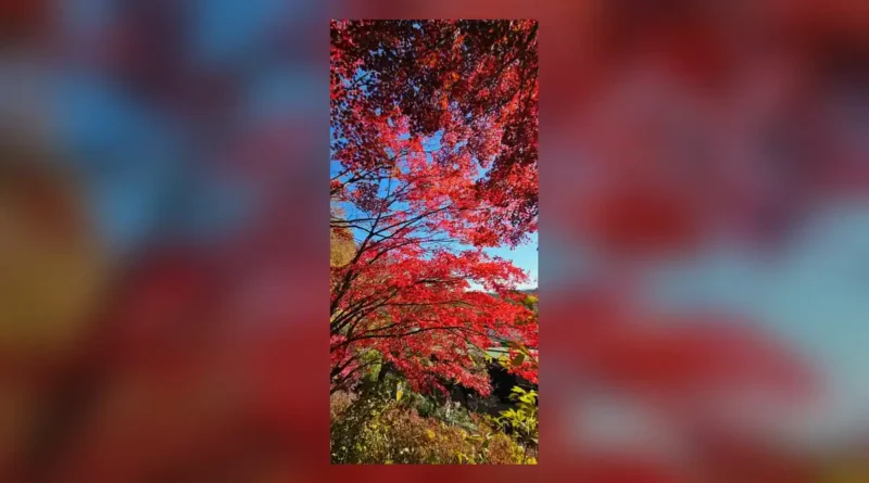 팔공산 단풍 시기, 산림청 예측