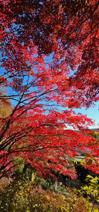 팔공산 단풍 시기, 산림청 예측