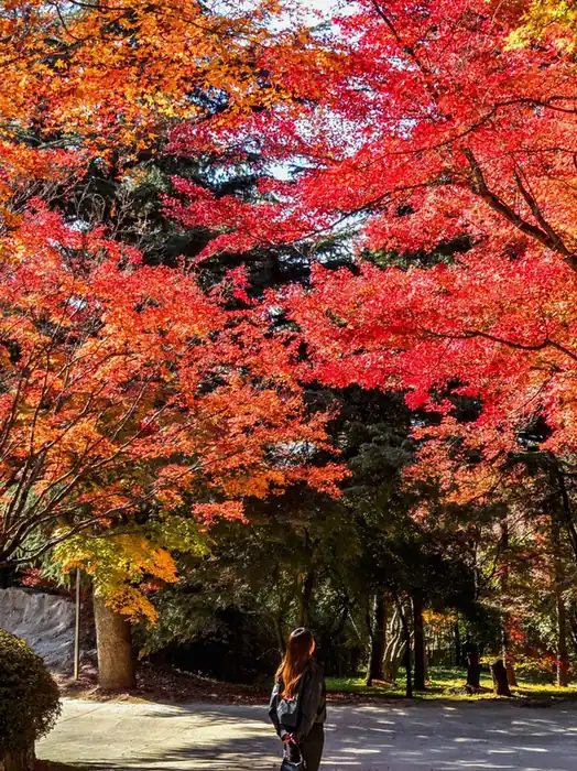 11월 단풍 명소 수종별로 보면 날짜가 또 달라집니다