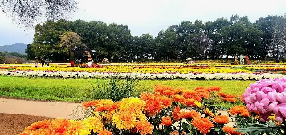 연천 국화축제 입장료와 환급 조건