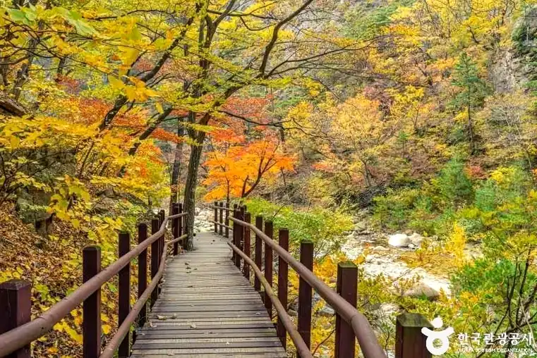 설악산 단풍 절정 10월 15일 관측: 아직 첫단풍 단계