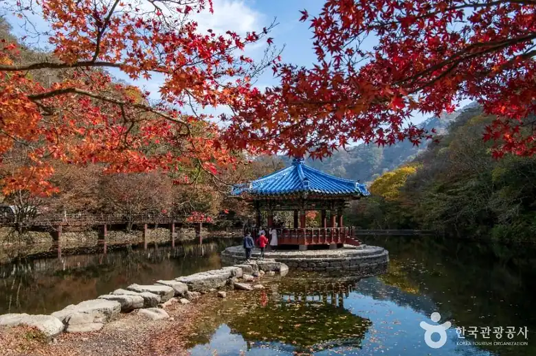 내장산 단풍 시기 평년·2025년과 비교