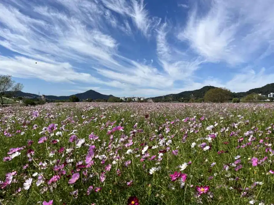 나주영산강축제 날짜별 출연진과 주무대 시간표
